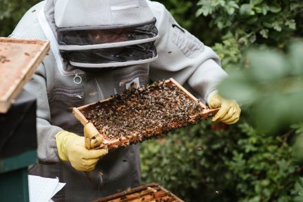 Crop unrecognizable farmer in uniform holding honeycomb with bees while working in countryside garden