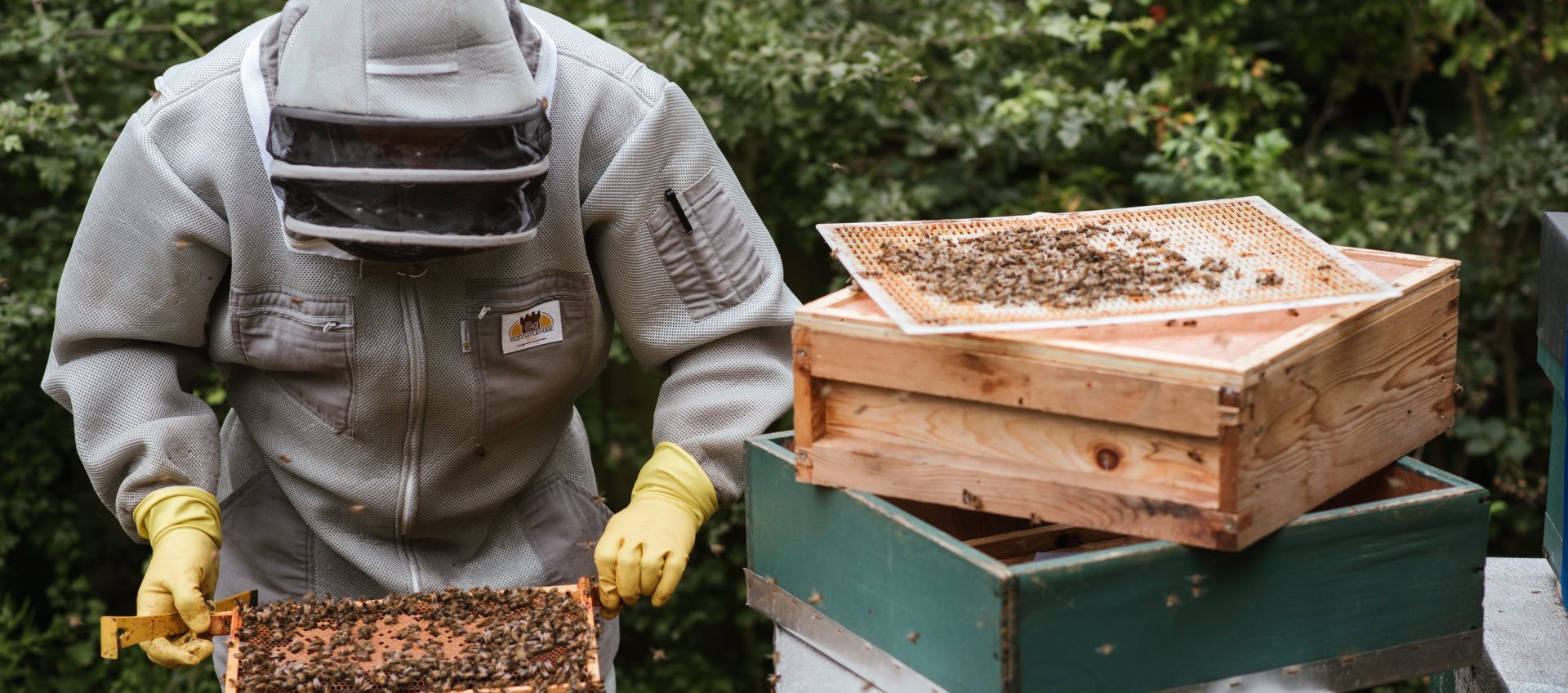 Unrecognizable beekeeper harvesting honey in backyard