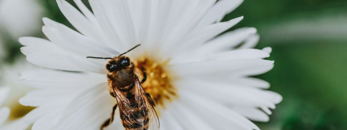 From above of bee pollinating blooming white aster flower growing in garden in summer