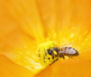 Yellow Bumblebee Gathering Pollen Close-up Photography